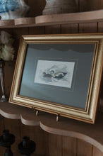 Load image into Gallery viewer, English Engraving “The Eider Duck”

